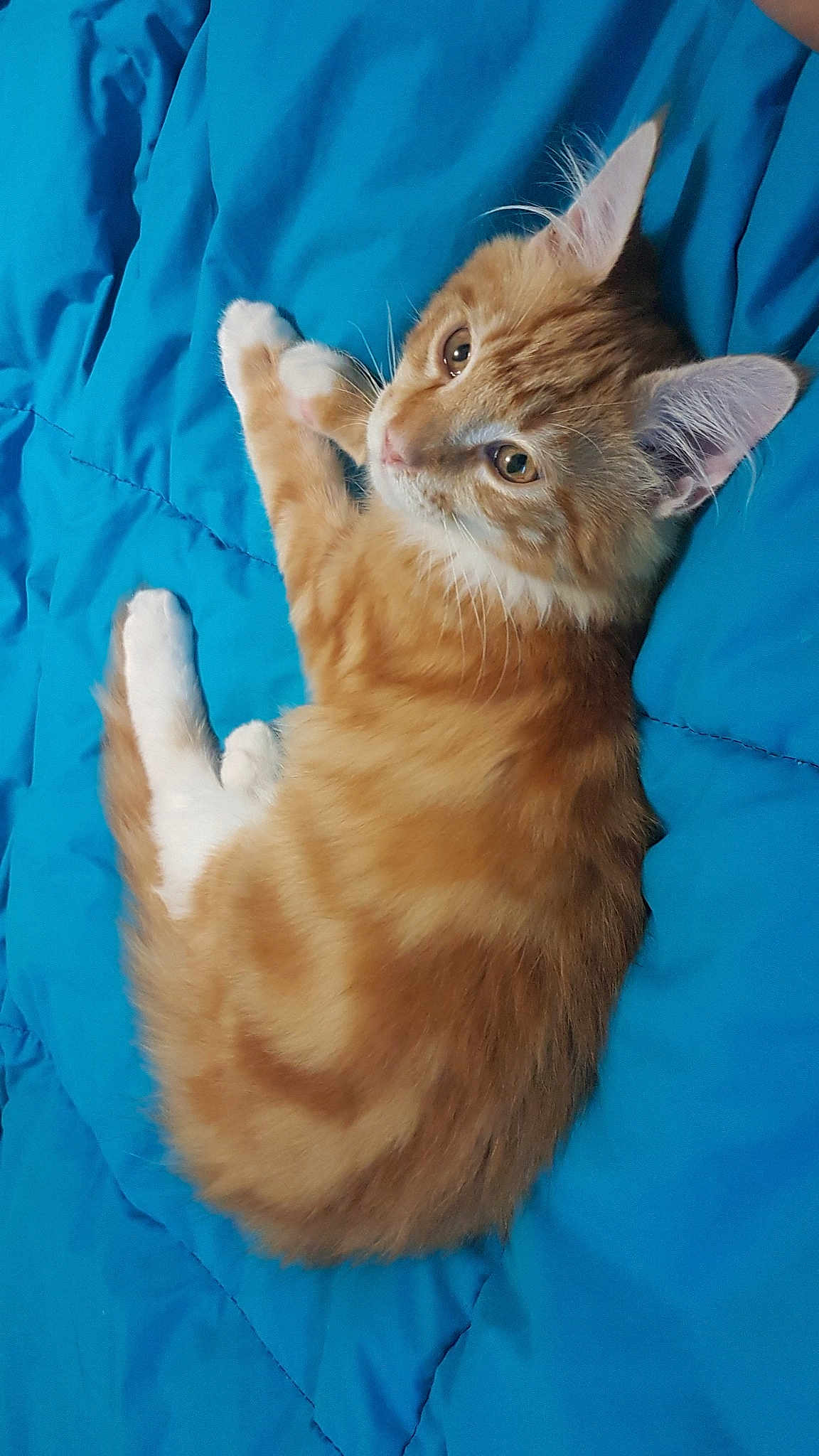 Love a rejoint le concours — aidez-le/la à gagner de superbes lots ! carnivore, cat, claw, cymric, domestic_long_haired_cat, domestic_short_haired_cat, european_shorthair, fawn, felidae, fur, german_rex, kitten, kurilian_bobtail, maine_coon, mammal, small_to_medium_sized_cats, somali, tabby_cat, vertebrate, whiskers