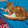 Love participe au concours pour gagner de l'argent avec cette photo : aegean_cat, asian, british_semi_longhair, carnivore, cat, cymric, domestic_long_haired_cat, domestic_short_haired_cat, european_shorthair, fawn, felidae, fur, kitten, maine_coon, mammal, norwegian_forest_cat, siberian, small_to_medium_sized_cats, tabby_cat, whiskers