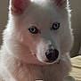 Mya a rejoint le concours — aidez-le/la à gagner de superbes lots ! american_eskimo_dog, berger_blanc_suisse, canadian_eskimo_dog, carnivoran, dog, dog_breed, dog_breed_group, dog_like_mammal, japanese_spitz, mammal, miniature_siberian_husky, native_american_indian_dog, nose, sakhalin_husky, samoyed, siberian_husky, snout, volpino_italiano, whiskers, white