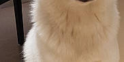 Mya a rejoint le concours — aidez-le/la à gagner de superbes lots ! alaskan_klee_kai, canadian_eskimo_dog, carnivoran, dog, dog_breed, dog_breed_group, dog_like_mammal, german_spitz, german_spitz_klein, german_spitz_mittel, greenland_dog, japanese_spitz, miniature_siberian_husky, native_american_indian_dog, sakhalin_husky, samoyed, siberian_husky, snout, volpino_italiano, whiskers