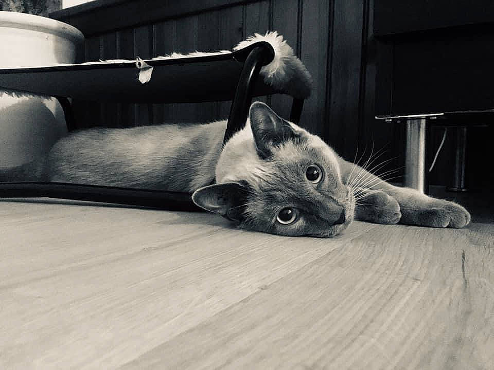 Snowy participe au concours pour gagner de l'argent avec cette photo : asian, black, black_and_white, carnivore, cat, eye, fawn, felidae, floor, flooring, fur, kitten, monochrome, monochrome_photography, photography, sitting, small_to_medium_sized_cats, snout, whiskers, wood