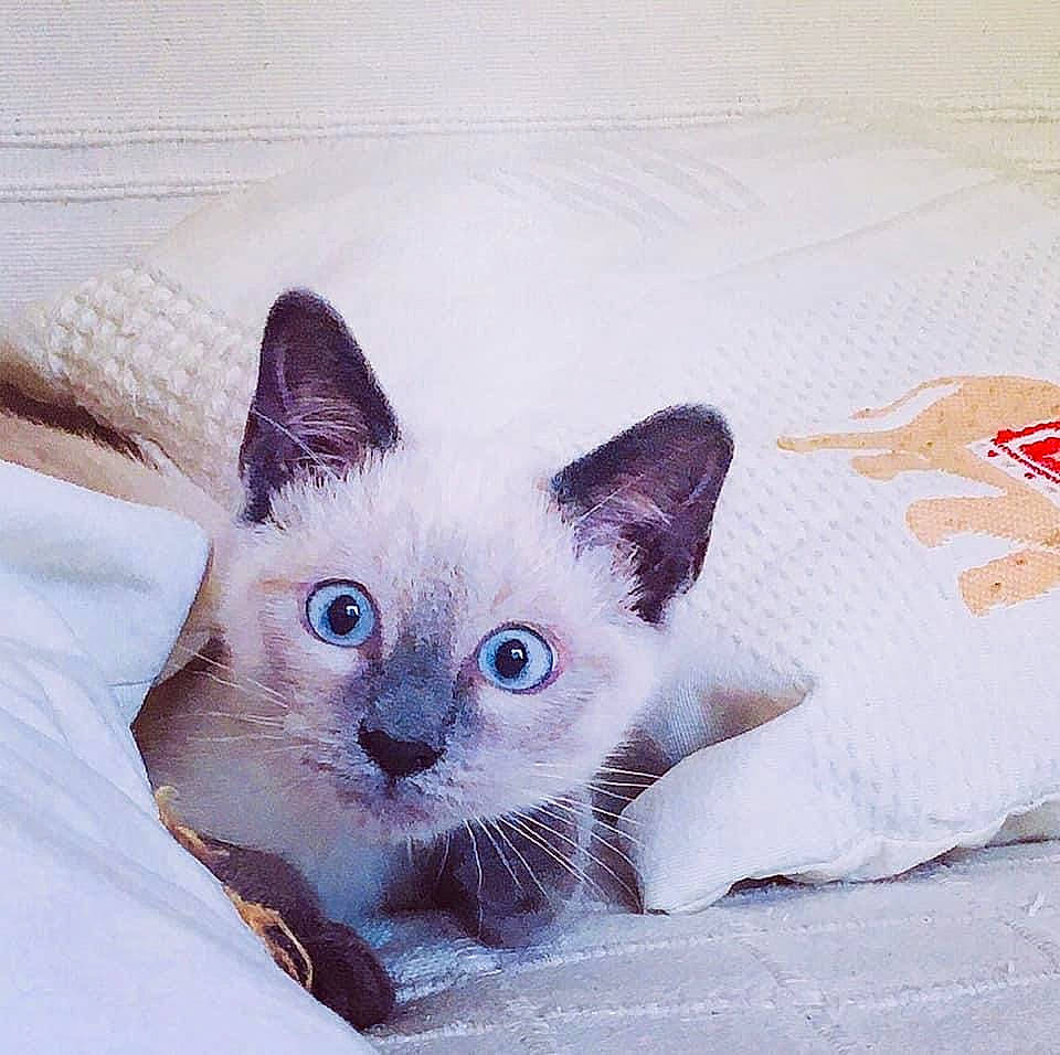 Snowy participe au concours pour gagner de l'argent avec cette photo : asian, balinese, burmese, burmilla, carnivore, cat, colorpoint_shorthair, eye, fawn, felidae, kitten, mammal, ojos_azules, ragdoll, siamese, small_to_medium_sized_cats, thai, tonkinese, vertebrate, whiskers