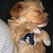 Boston is registered to the contest to win money with this photo: puppy, dog, sleeping, fur, collar, pet, cute, closeup, cozy, rest, animal, adorable, young, domestic_animal, fluffy, relaxing, paw, tag, snuggled, companion