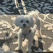 Moomoo joined the competition — help win amazing prizes! dog, white_dog, small_dog, outdoor, sunlight, shadow, patterned_rug, fur, curious, pet, collar, leash, standing, animal, cute, fluffy, daylight, backyard, domestic_animal, canine