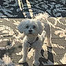 animal, backyard, canine, collar, curious, cute, daylight, dog, domestic_animal, fluffy, fur, leash, outdoor, patterned_rug, pet, shadow, small_dog, standing, sunlight, white_dog