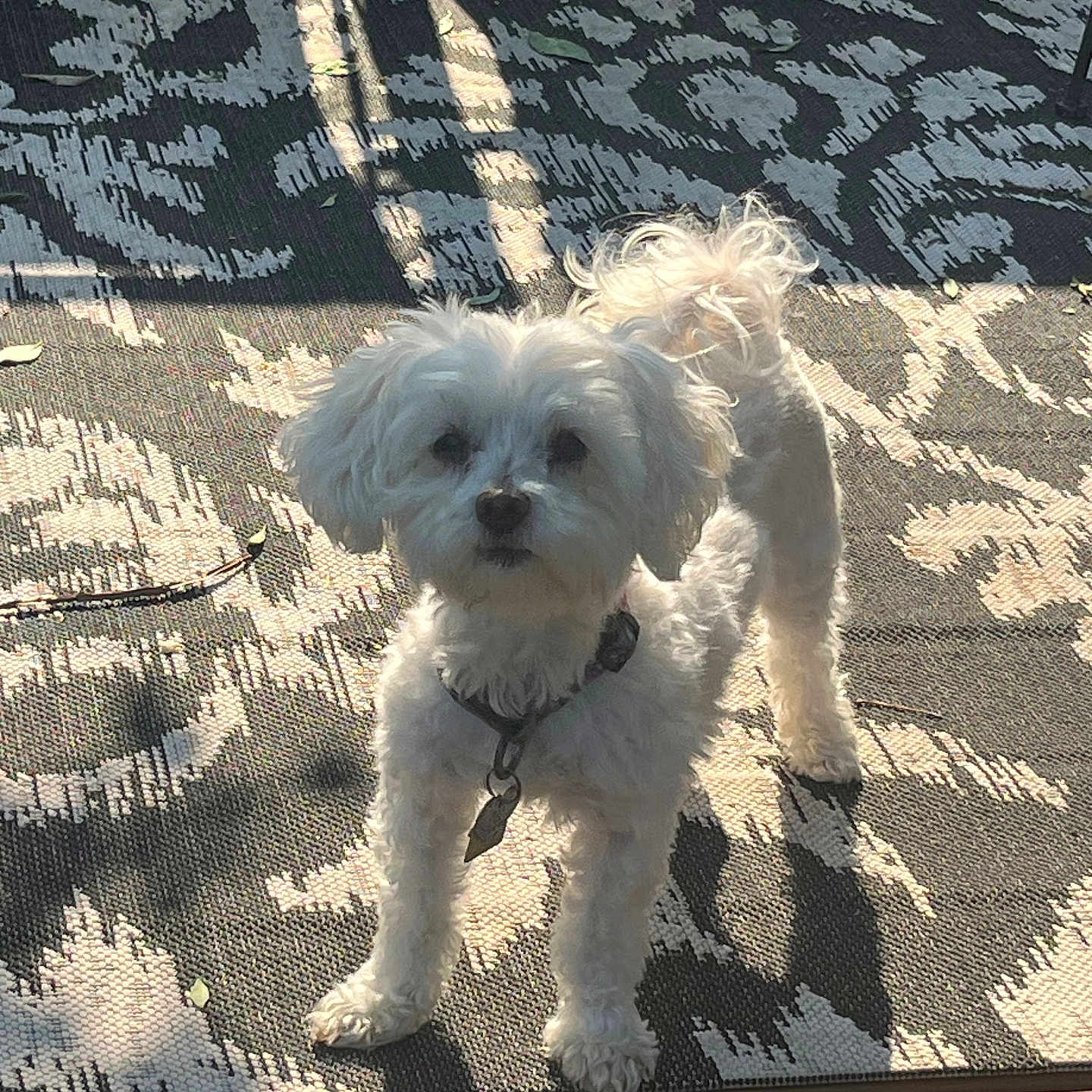Moomoo joined the competition — help win amazing prizes! dog, white_dog, small_dog, outdoor, sunlight, shadow, patterned_rug, fur, curious, pet, collar, leash, standing, animal, cute, fluffy, daylight, backyard, domestic_animal, canine