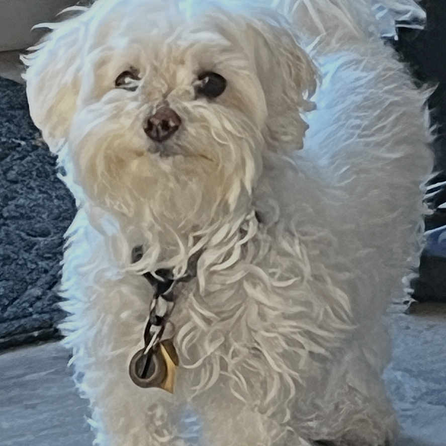 Bella Mia