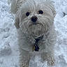 Bella Mia joined the competition — help win amazing prizes! adorable, animal, canine, cold, collar, curly_fur, cute, dog, fluffy, fur, looking_up, mammal, nature, outdoor, pet, playful, small_dog, snow, white_dog, winter