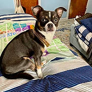 Greyson joined the competition — help win amazing prizes! animal, bed, bedroom, carpet, collar, curious, cute, dog, door, ears_up, furniture, gold_chain, indoor, looking, pet, pillow, quilt, sitting, small_dog, striped_bedspread