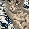 cat, kitten, gray_tabby, close_up, indoor, bed, blanket, pattern, fur, whiskers, ears, eyes, resting, cute, pet, animal, young, soft, comfort, relaxed