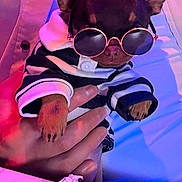 Milo joined the competition — help win amazing prizes! dog, chihuahua, small_dog, sunglasses, clothing, striped_outfit, costume, being_held, portrait, neon_lighting, pink_lighting, blue_lighting, indoor, table, breadstick, fashionable, cute, pet, closeup, vertical_photo