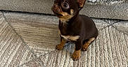 Milo joined the competition — help win amazing prizes! puppy, dog, chihuahua, small_dog, brown, tan, black, sitting, winking, wide_eyes, ears, paws, indoor, rug, blanket, couch, home, pet, portrait, cute