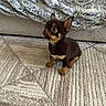 puppy, dog, chihuahua, small_dog, brown, tan, black, sitting, winking, wide_eyes, ears, paws, indoor, rug, blanket, couch, home, pet, portrait, cute