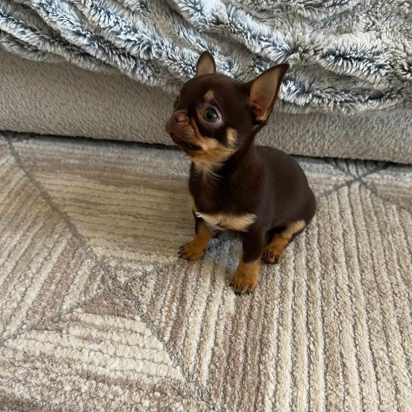 Milo joined the competition — help win amazing prizes! puppy, dog, chihuahua, small_dog, brown, tan, black, sitting, winking, wide_eyes, ears, paws, indoor, rug, blanket, couch, home, pet, portrait, cute