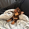 Milo is registered to the contest to win money with this photo: puppy, dog, sleeping, blanket, cozy, brown_fur, small_dog, chihuahua, pet, indoors, couch, snuggling, relaxed, cute, closed_eyes, paws, fluffy, home, portrait, nap