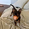 Milo joined the competition — help win amazing prizes! puppy, dog, small_dog, black_and_brown, pacifier, wide_eyes, pointed_ears, tail, blanket, couch, pillow, living_room, indoor, cozy, pet, cute, portrait, sitting, brown_fur, playful