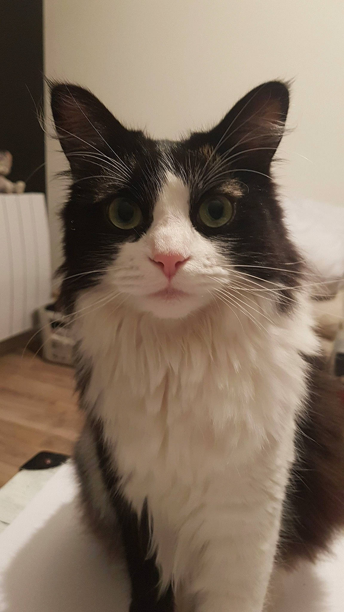 Lilou a rejoint le concours — aidez-le/la à gagner de superbes lots ! carnivore, cat, claw, domestic_short_haired_cat, eye, felidae, flooring, fur, iris, monochrome, monochrome_photography, paw, sitting, small_to_medium_sized_cats, snout, tail, whiskers, window