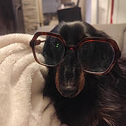 Sushi participe au concours pour gagner de l'argent avec cette photo : dog, black_dog, glasses, blanket, cozy, indoor, pet, fur, cute, portrait, muzzle, nose, eyewear, relaxed, closeup, home, animal, companion, soft, comfort
