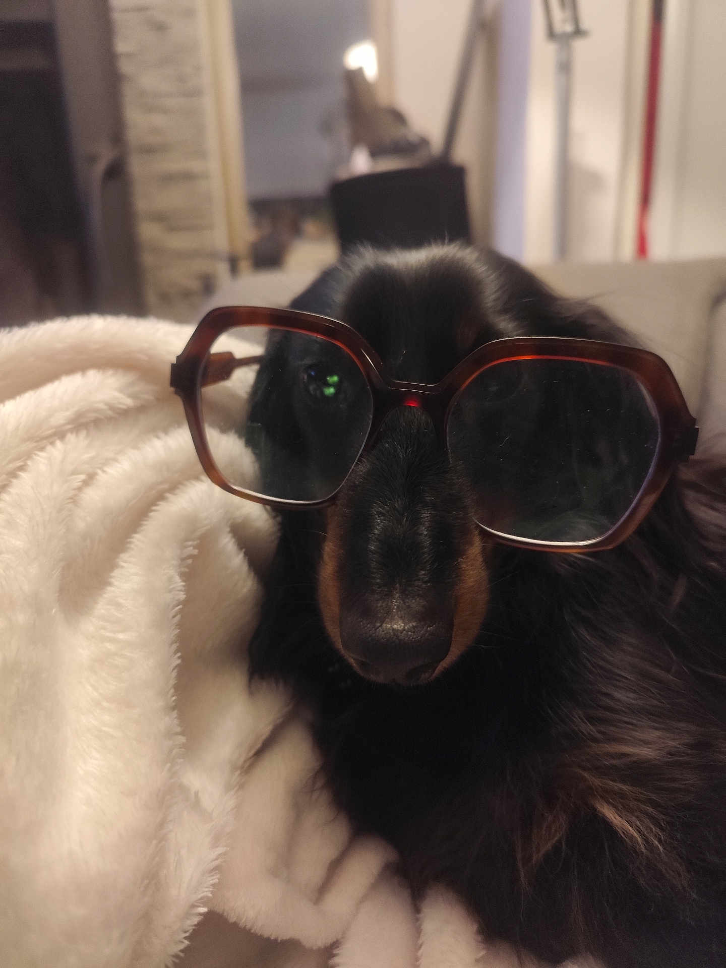 Sushi participe au concours pour gagner de l'argent avec cette photo : dog, black_dog, glasses, blanket, cozy, indoor, pet, fur, cute, portrait, muzzle, nose, eyewear, relaxed, closeup, home, animal, companion, soft, comfort