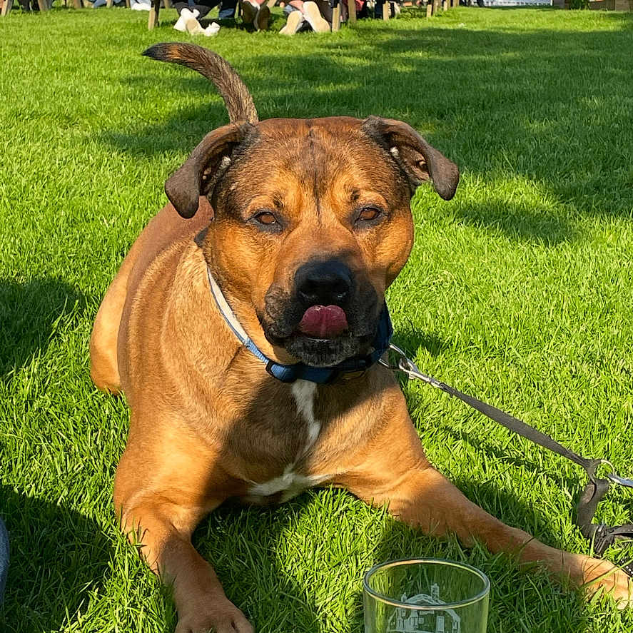 Chapo joined the competition — help win amazing prizes! adult, animal, architecture, backyard, boxer, building, bulldog, canine, dog, grass, lawn, male, nature, outdoors, park, person, pet, plant, shelter, yard