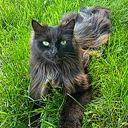 Bob joined the competition — help win amazing prizes! cat, black_cat, long_fur, green_grass, outdoor, animal, pet, feline, lying_down, nature, sunlight, whiskers, ears, eyes, relaxed, grass_blades, close_up, daylight, mammal, domestic_animal
