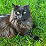 cat, black_cat, long_hair, animal, pet, grass, outdoor, nature, greenery, feline, relaxing, sunlight, close_up, mammal, whiskers, ears, eyes, resting, laying, portrait