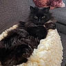 Bob joined the competition — help win amazing prizes! cat, black_cat, fluffy, pet, animal, feline, bed, cozy, couch, blanket, indoor, relaxed, fur, whiskers, ears, paw, resting, cute, domestic_animal, soft
