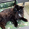 Bob is registered to the contest to win money with this photo: cat, black_cat, fluffy, green_cushion, floral_pattern, outdoor, wooden_deck, pet, animal, feline, relaxed, sitting, fur, whiskers, ears, mouth_open, collar, green_eyes, nature, daylight
