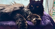 Bob is registered to the contest to win money with this photo: cat, black_cat, fluffy, long_hair, pet, animal, indoor, window, purple_towel, relaxed, paw, feline, fur, whiskers, domestic_animal, resting, cozy, curtains, natural_light, closeup