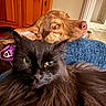 black_cat, brown_dog, pet, indoor, furniture, wooden_cabinet, floor, tile_floor, closeup, fur, green_eyes, relaxed, domestic_animal, animal_pair, companion, cozy, resting, house, indoor_lighting, portrait