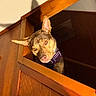 Moxie is registered to the contest to win money with this photo: dog, pet, indoor, wood, railing, shadow, curious, amber_eyes, closeup, portrait, sunlight, warm_light, animal, canine, ears, nose, looking, house, furniture, collar