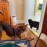 Moxie is registered to the contest to win money with this photo: dog, cat, indoor, wooden_floor, purple_harness, toy_ball, black_cat, doorway, furniture, rug, walking_cane, curious, playful, pet, animal, looking, room, home, floor, wood