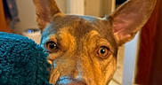 Moxie is registered to the contest to win money with this photo: dog, pet, animal, ears, nose, blanket, indoor, curious, closeup, brown, teal, furniture, home, soft, cozy, portrait, face, fur, expression, attention