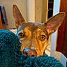dog, pet, animal, ears, nose, blanket, indoor, curious, closeup, brown, teal, furniture, home, soft, cozy, portrait, face, fur, expression, attention