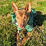 dog, green_hoodie, grass, outdoor, sunlight, ears, leash, pet, animal, brown_dog, nature, playful, canine, paw, twig, closeup, daylight, curious, young_dog, park