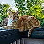cat, orange_tabby, outdoor, railing, wood, greenery, trees, sunlight, animal, pet, feline, fur, whiskers, tail, nature, calm, relaxed, daylight, portrait, looking