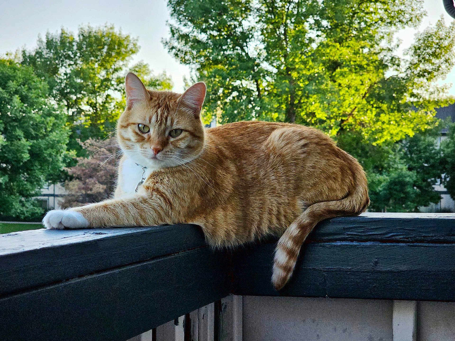 Tucker joined the competition — help win amazing prizes! cat, orange_tabby, outdoor, railing, wood, greenery, trees, sunlight, animal, pet, feline, fur, whiskers, tail, nature, calm, relaxed, daylight, portrait, looking