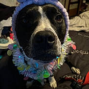 Ladybell joined the competition — help win amazing prizes! dog, close_up, black_and_white, headband, bow, festive_garland, indoor, pet, curious, animal, bed, blanket, decor, canine, cute, portrait, furry, domestic_animal, closeup, looking