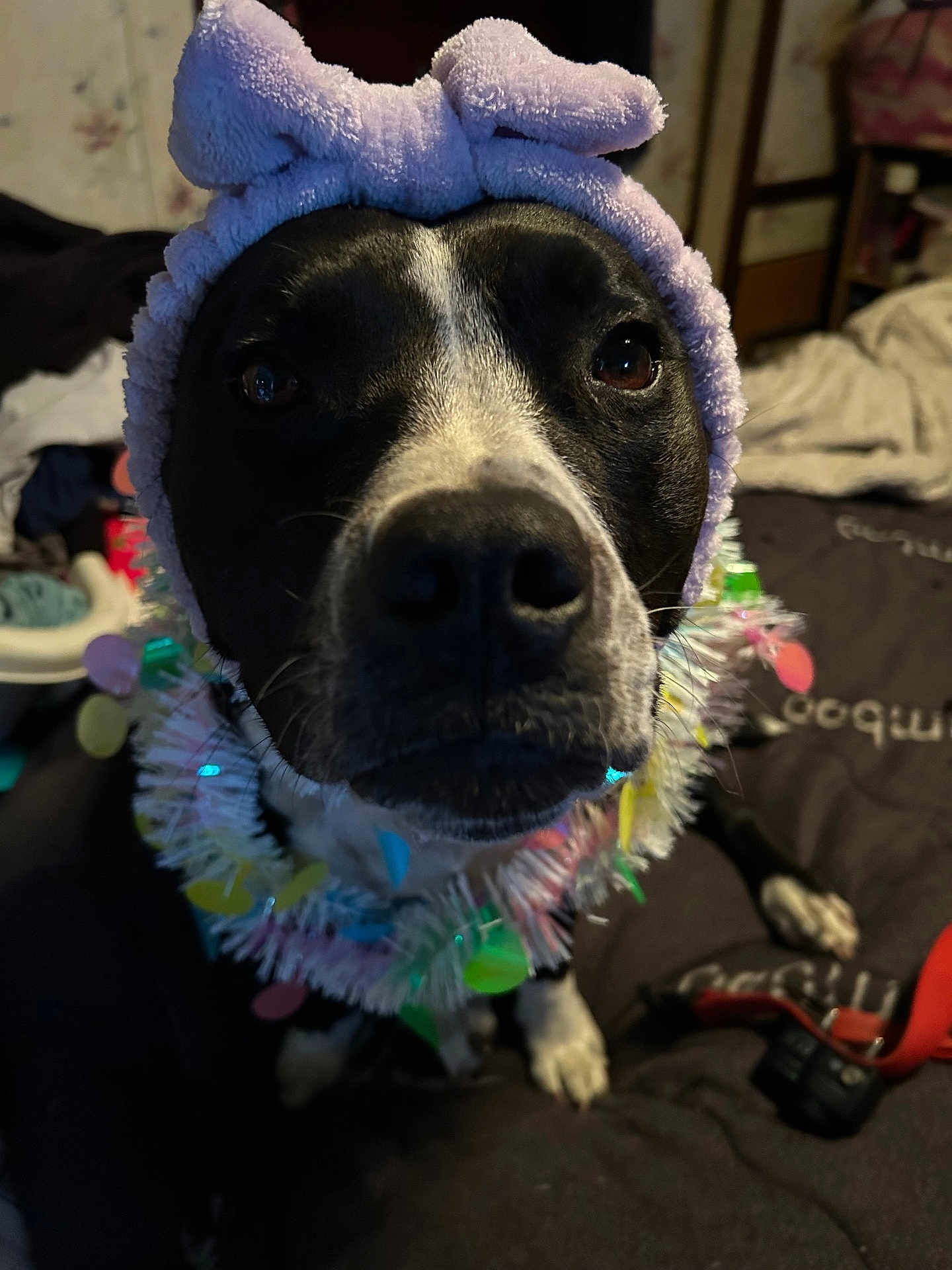 Ladybell joined the competition — help win amazing prizes! dog, close_up, black_and_white, headband, bow, festive_garland, indoor, pet, curious, animal, bed, blanket, decor, canine, cute, portrait, furry, domestic_animal, closeup, looking