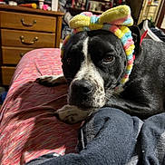 Ladybella joined the competition — help win amazing prizes! dog, black_and_white, bed, headband, colorful, indoor, furniture, wooden_drawer, blanket, resting, pet, animal, cozy, soft_lighting, portrait, closeup, domestic, cute, relaxed, home