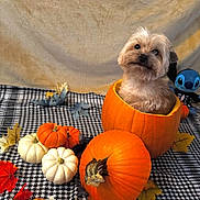 Benji joined the competition — help win amazing prizes! dog, pumpkin, small_pumpkins, autumn_leaves, checkered_cloth, plush_toy, cute, fluffy_dog, fall_theme, seasonal, orange, white_pumpkins, decor, cozy, holiday, pet, indoor, festive, portrait, animal