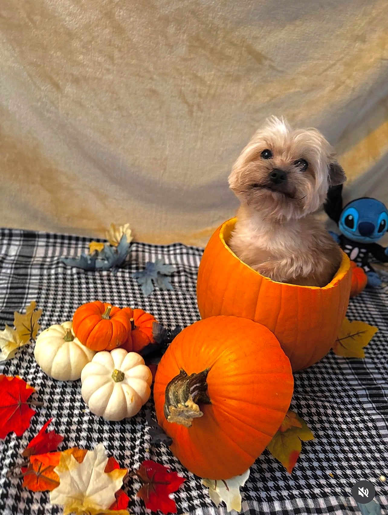 Benji joined the competition — help win amazing prizes! dog, pumpkin, small_pumpkins, autumn_leaves, checkered_cloth, plush_toy, cute, fluffy_dog, fall_theme, seasonal, orange, white_pumpkins, decor, cozy, holiday, pet, indoor, festive, portrait, animal