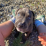 Biggy participe au concours pour gagner de l'argent avec cette photo : adorable, animal, blue_eyes, closeup, cute, dog, friendly, grass, gravel, legs, nature, outdoor, person, pet, playing, puppy, sneakers, socks, sunlight, young_dog