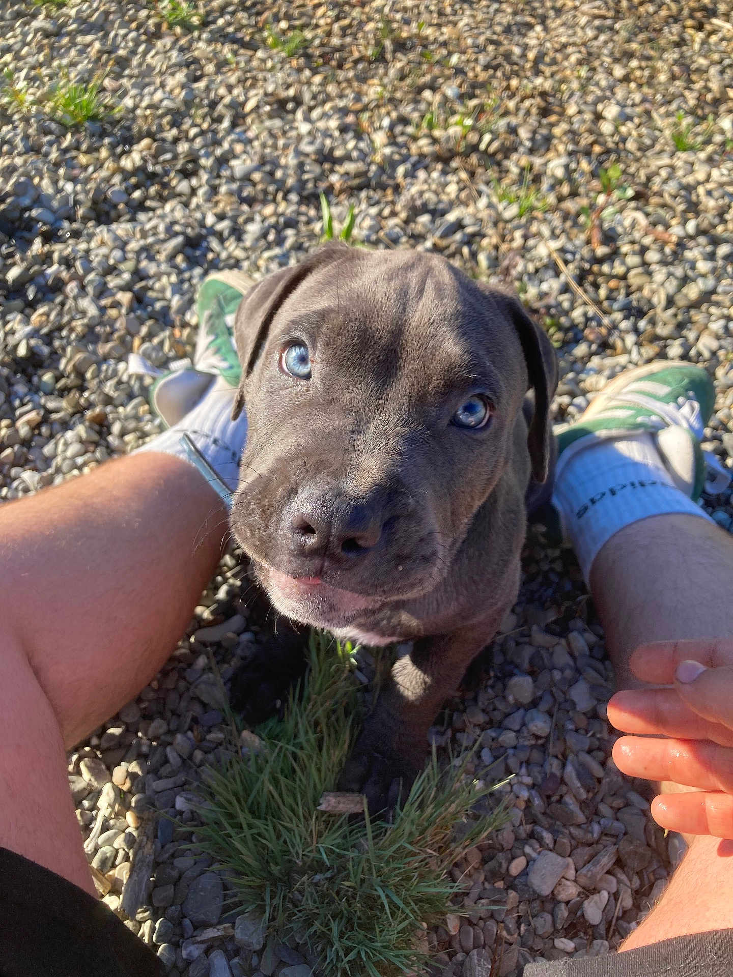 Biggy participe au concours pour gagner de l'argent avec cette photo : adorable, animal, blue_eyes, closeup, cute, dog, friendly, grass, gravel, legs, nature, outdoor, person, pet, playing, puppy, sneakers, socks, sunlight, young_dog