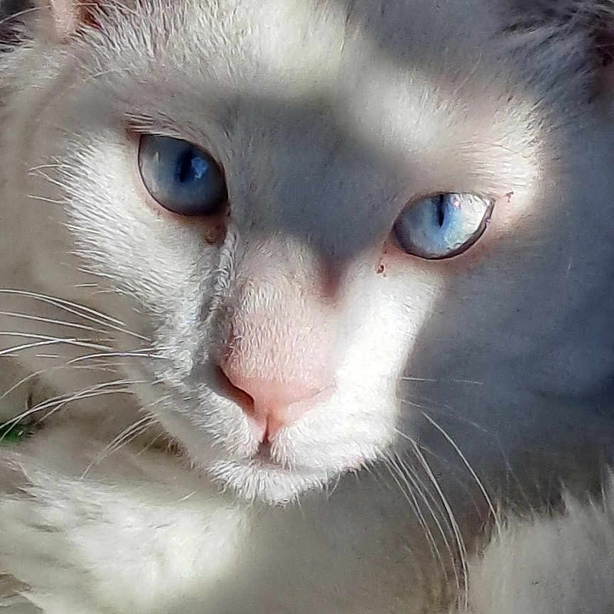 Gogotte a rejoint le concours — aidez-le/la à gagner de superbes lots ! animal, blue_eyes, cat, close_up, cute, domestic_animal, ear, face, feline, fluffy_fur, indoor, mammal, nose, pet, portrait, relaxed, shadow, soft_light, whiskers, white_cat
