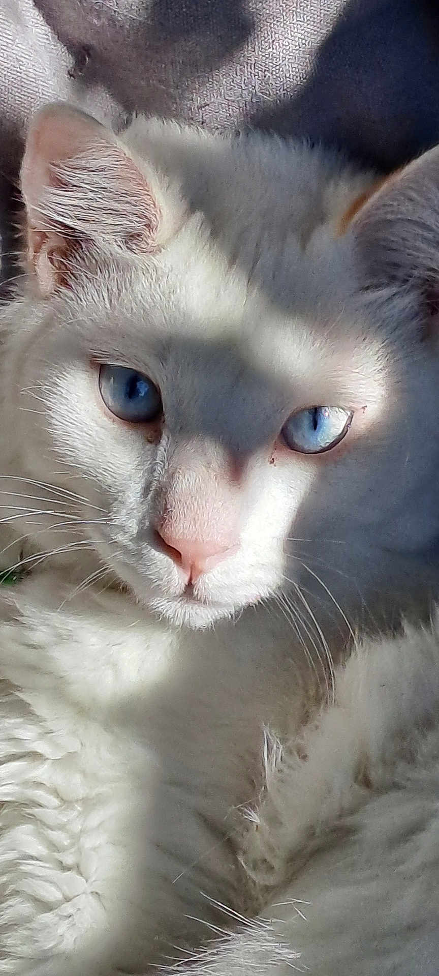 Gogotte a rejoint le concours — aidez-le/la à gagner de superbes lots ! cat, white_cat, blue_eyes, close_up, fluffy_fur, animal, pet, whiskers, ear, nose, portrait, feline, domestic_animal, mammal, indoor, shadow, soft_light, cute, relaxed, face