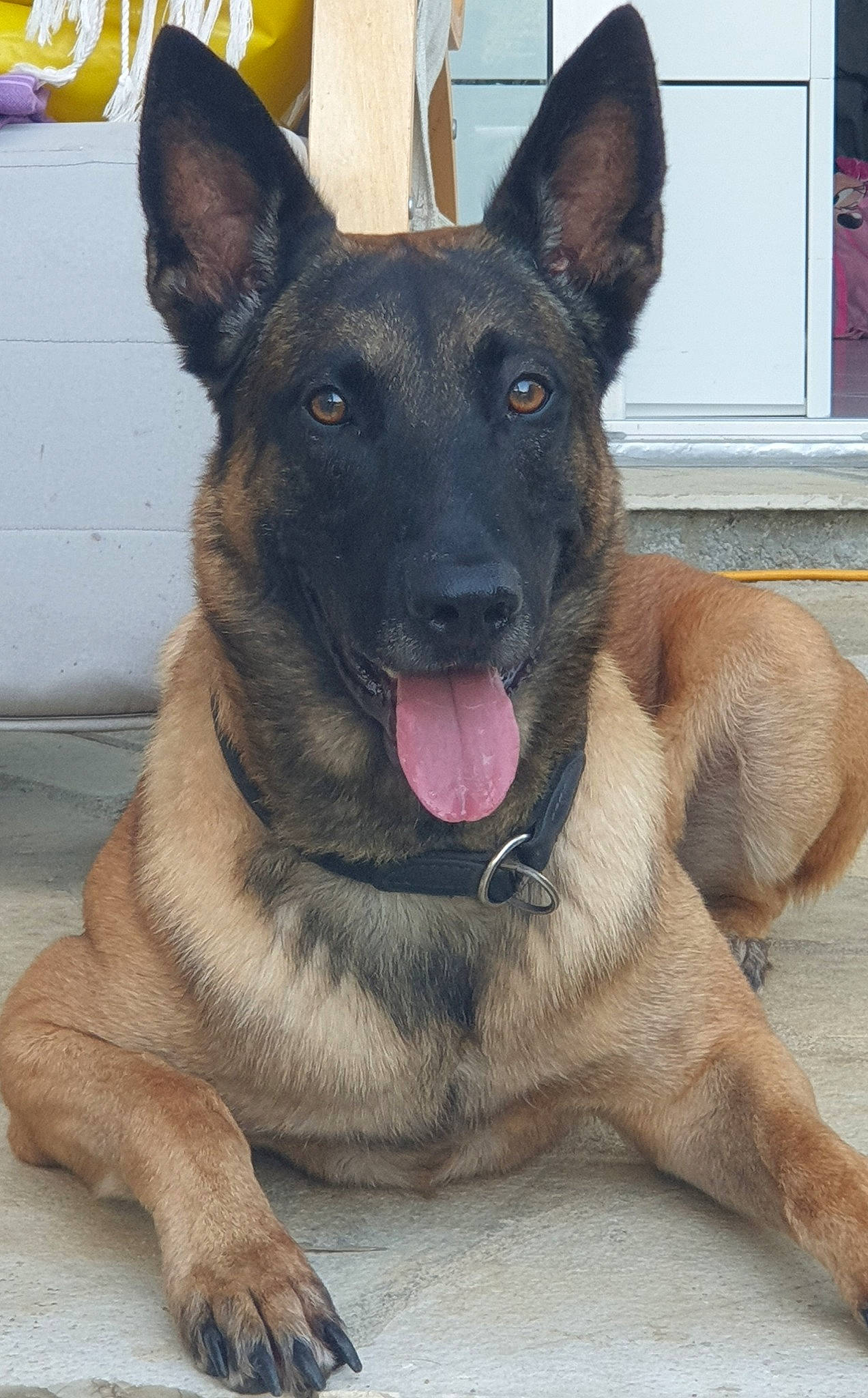 Maverick participe au concours pour gagner de l'argent avec cette photo : belgian_shepherd, belgian_shepherd_malinois, canidae, carnivore, dog, dog_breed, east_european_shepherd, fawn, german_shepherd_dog, king_shepherd, kunming_wolfdog, mammal, old_german_shepherd_dog, police_dog, rare_breed_dog, shiloh_shepherd_dog, snout, vertebrate