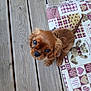 Abby a rejoint le concours — aidez-le/la à gagner de superbes lots ! puppy, dog, brown, cute, small, wooden_deck, quilt, teddy_bear, heart_pattern, pet, animal, looking_up, outdoor, flooring, fur, ears, tail, young_dog, adorable, domestic_animal