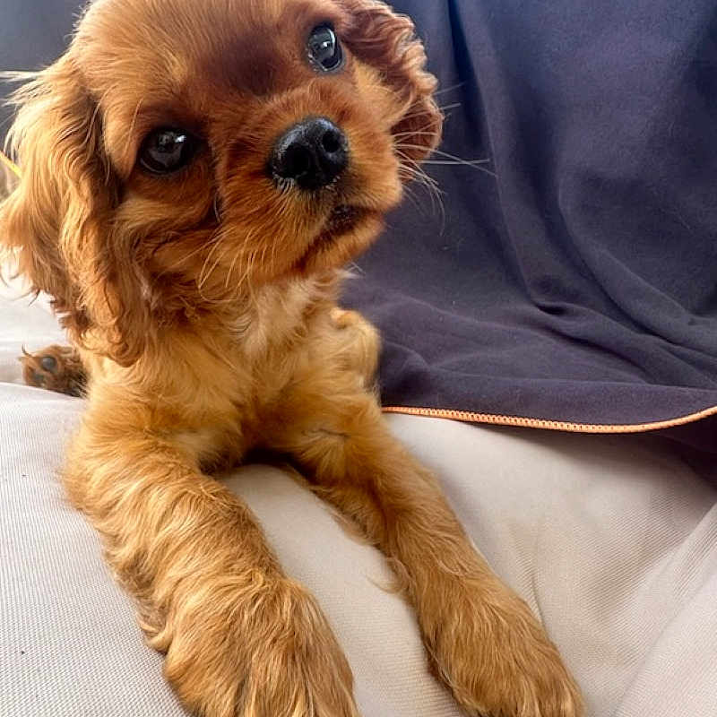 Abby a rejoint le concours — aidez-le/la à gagner de superbes lots ! animal, brown, close_up, curious, cute, dog, domestic_animal, expression, fluffy, fur, indoor, lying_down, nose, paws, pet, portrait, puppy, soft_texture, whiskers, young