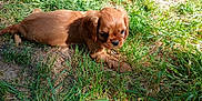 Abby a rejoint le concours — aidez-le/la à gagner de superbes lots ! puppy, dog, grass, outdoor, young, animal, pet, brown, cute, nature, sunlight, laying, small, fur, playful, adorable, canine, background, daylight, resting